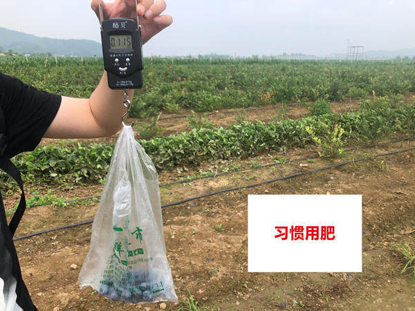 对照田单株果重_副本.jpg
