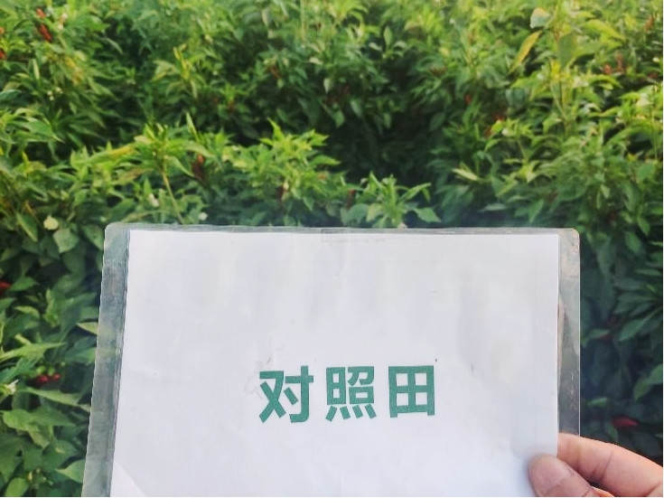图片8，9月9日对照田辣椒长势_副本.jpg
